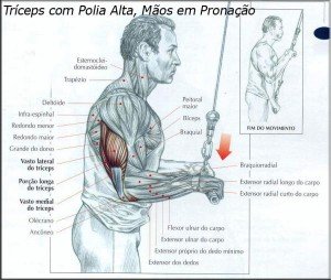 treino-triceps-exercicio