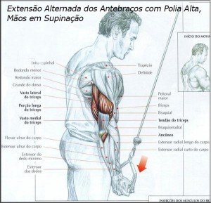exercicio-treino-triceps