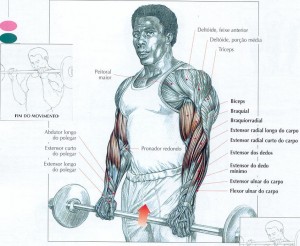 treino antebraço hipertrofia