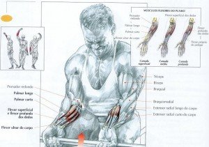 treino antebraço hipertrofia treino antebraço hipertrofia