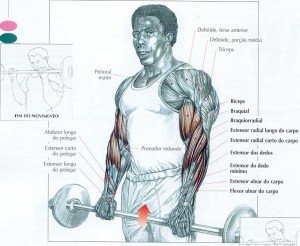 treino antebraço hipertrofia treino antebraço hipertrofia